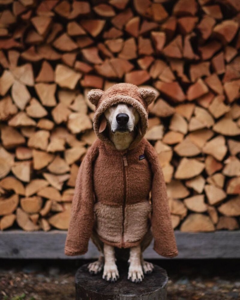 Como un viaje fotógrafo Theron Humphrey y su perro Maddie