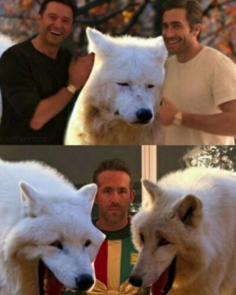 Cuando hice el meme acerca de la risa de los lobos Cuando hice el meme acerca de la risa de los lobos