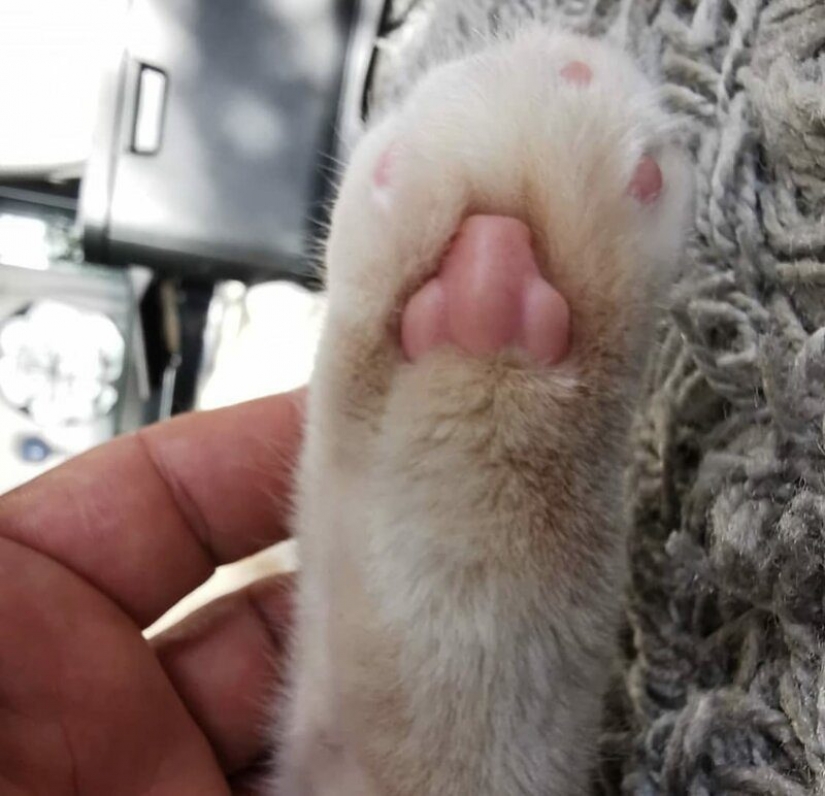 ¿Cuál es la pata del gato? La red es el más lindo de la flash mob del año ¿Cuál es la pata del gato? La red es el más lindo de la flash mob del año
