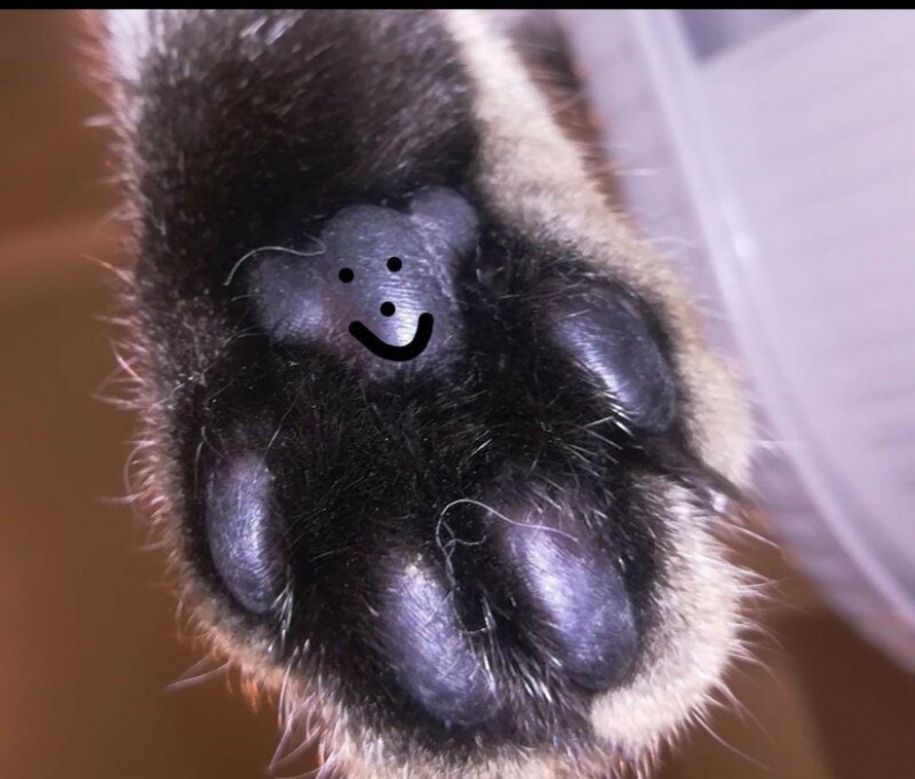 ¿Cuál es la pata del gato? La red es el más lindo de la flash mob del año ¿Cuál es la pata del gato? La red es el más lindo de la flash mob del año