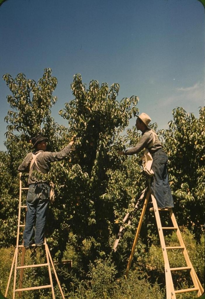 De los caballos de Ford: como un "domesticados" Salvaje Oeste De los caballos de Ford: como un "domesticados" Salvaje Oeste