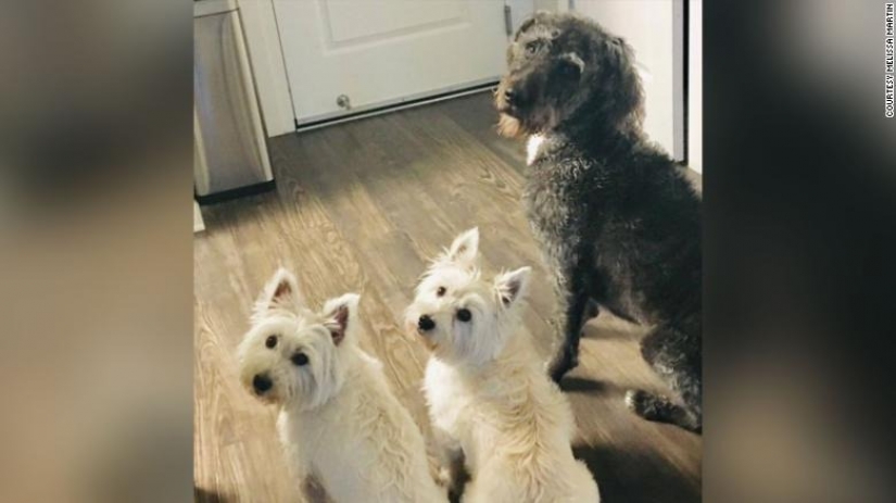 Dead water: four dogs died in front of the confused hosts after swimming in toxic lake Dead water: four dogs died in front of the confused hosts after swimming in toxic lake