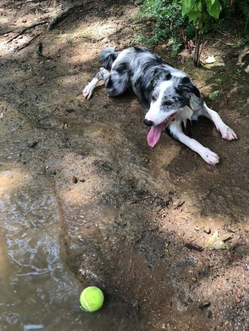 Dead water: four dogs died in front of the confused hosts after swimming in toxic lake Dead water: four dogs died in front of the confused hosts after swimming in toxic lake