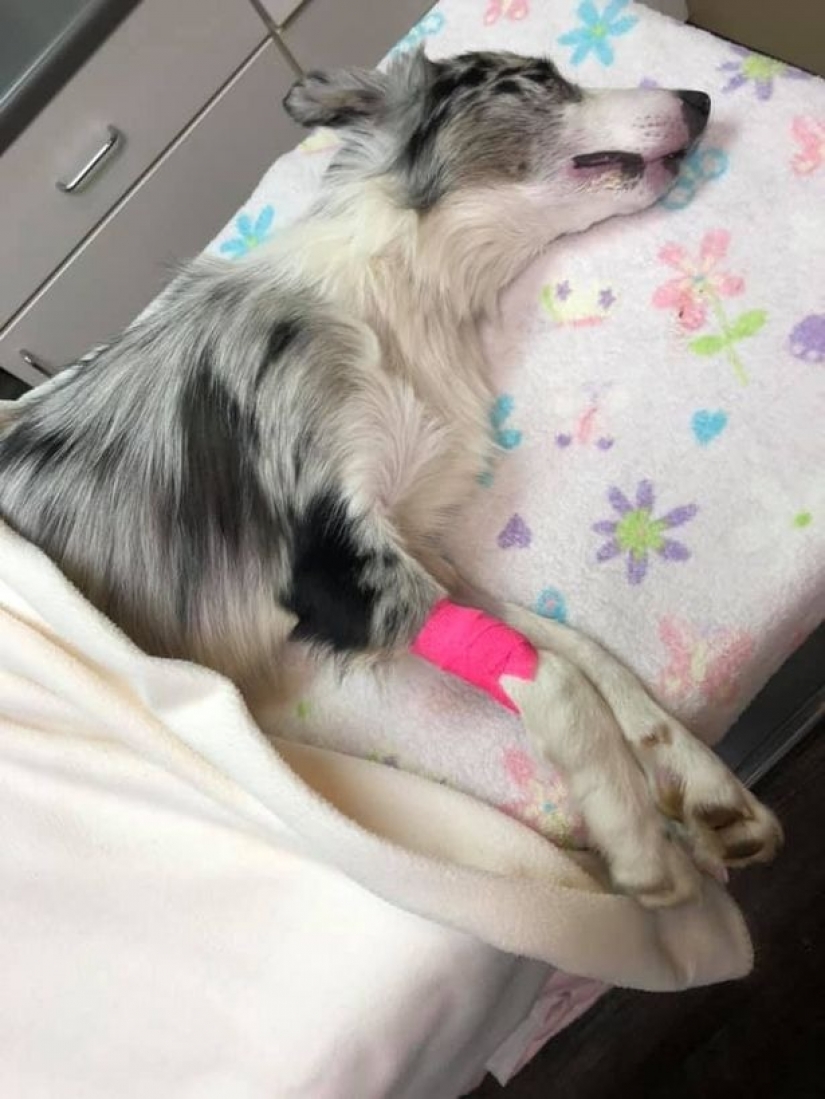 Dead water: four dogs died in front of the confused hosts after swimming in toxic lake Dead water: four dogs died in front of the confused hosts after swimming in toxic lake