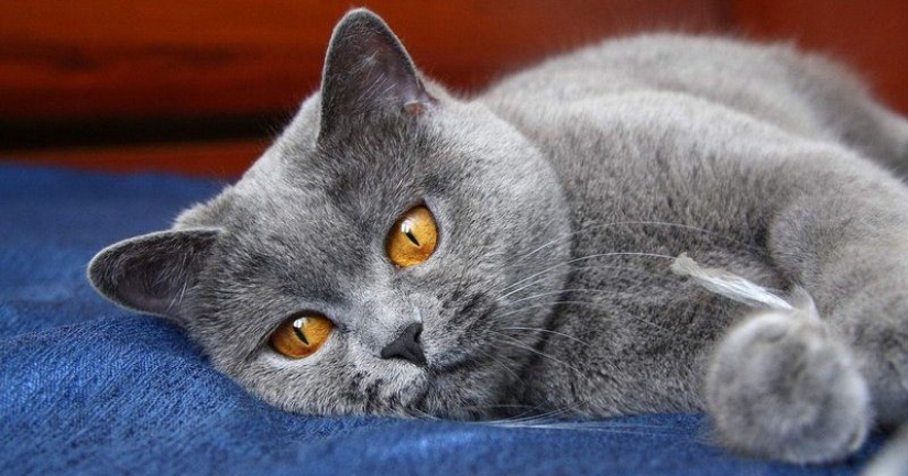 Descansamos en el hotel: el gato necesita atención médica después de una noche de tormenta con cinco gatos Descansamos en el hotel: el gato necesita atención médica después de una noche de tormenta con cinco gatos