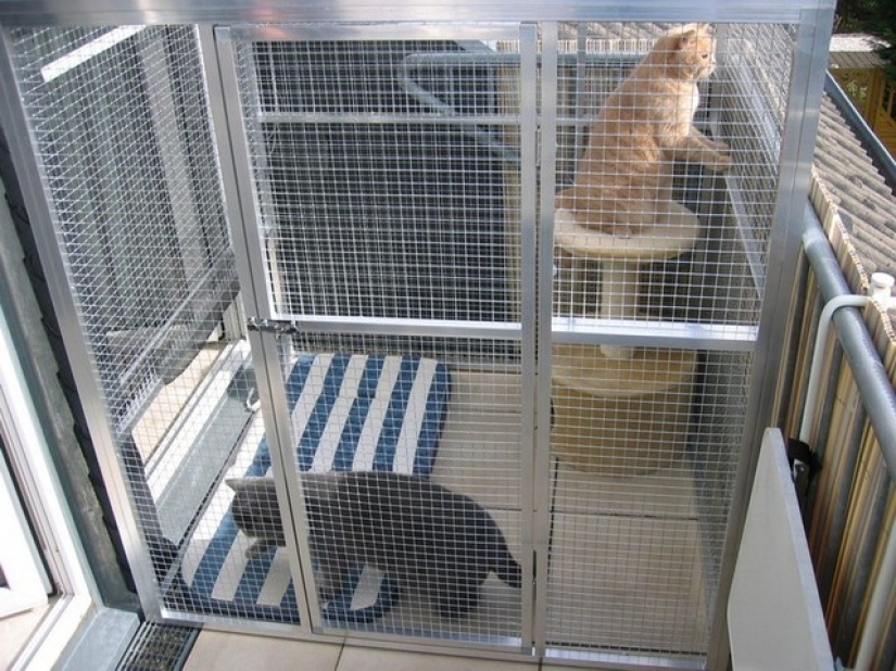 Descansamos en el hotel: el gato necesita atención médica después de una noche de tormenta con cinco gatos Descansamos en el hotel: el gato necesita atención médica después de una noche de tormenta con cinco gatos