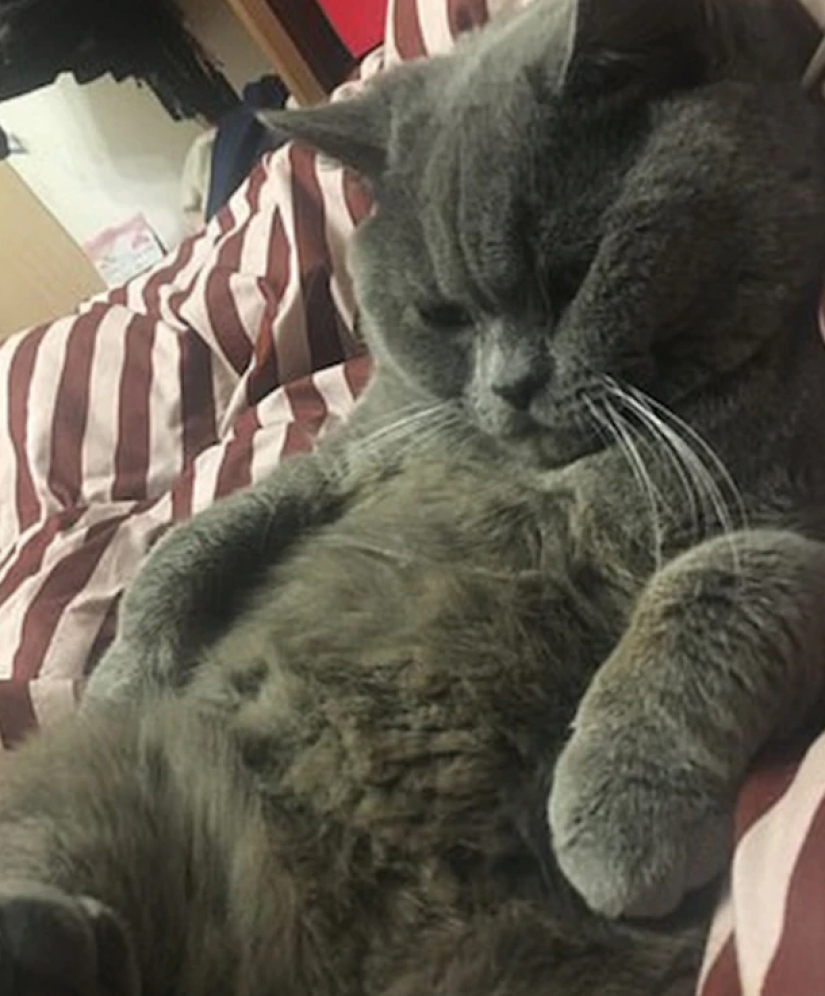 Descansamos en el hotel: el gato necesita atención médica después de una noche de tormenta con cinco gatos Descansamos en el hotel: el gato necesita atención médica después de una noche de tormenta con cinco gatos