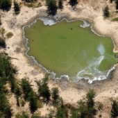 Disaster in Botswana: for some strange reason it killed more than 350 elephants