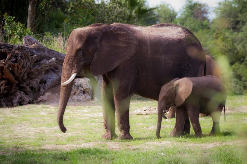Disneyland — el mundo mágico donde los adultos se convierten en niños