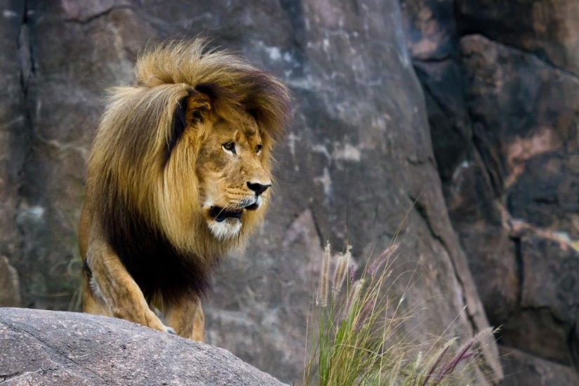 Disneyland — el mundo mágico donde los adultos se convierten en niños