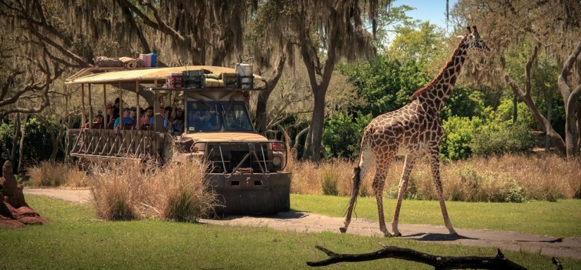 Disneyland — the magical world where adults turn into children