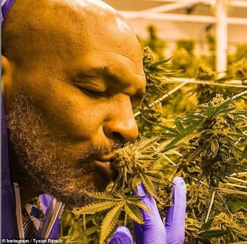 Divertido boxeador Mike Tyson plantea en su rancho de marihuana y trata a sus invitados