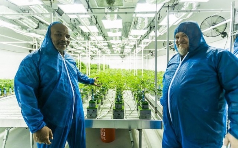 Divertido boxeador Mike Tyson plantea en su rancho de marihuana y trata a sus invitados