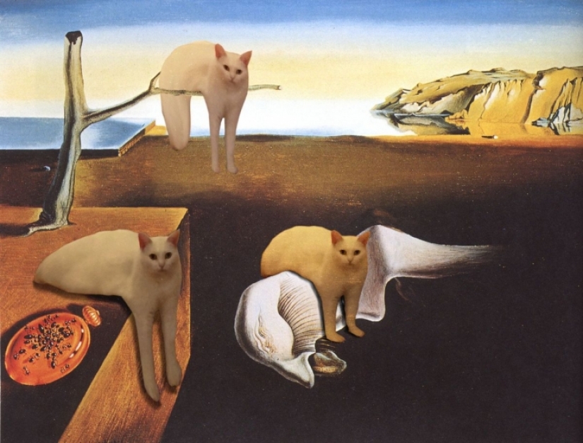 Divertido encaramado en los pasos de un gato se convirtió en un héroe fotozhab