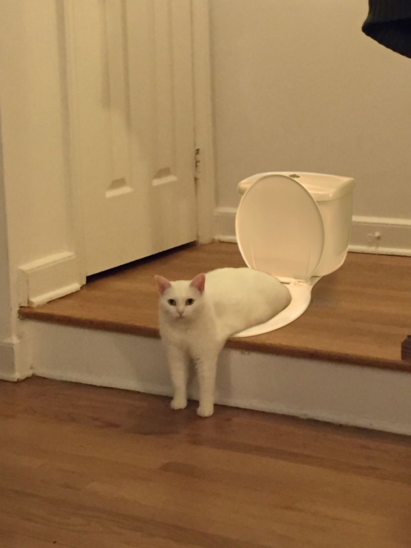 Divertido encaramado en los pasos de un gato se convirtió en un héroe fotozhab