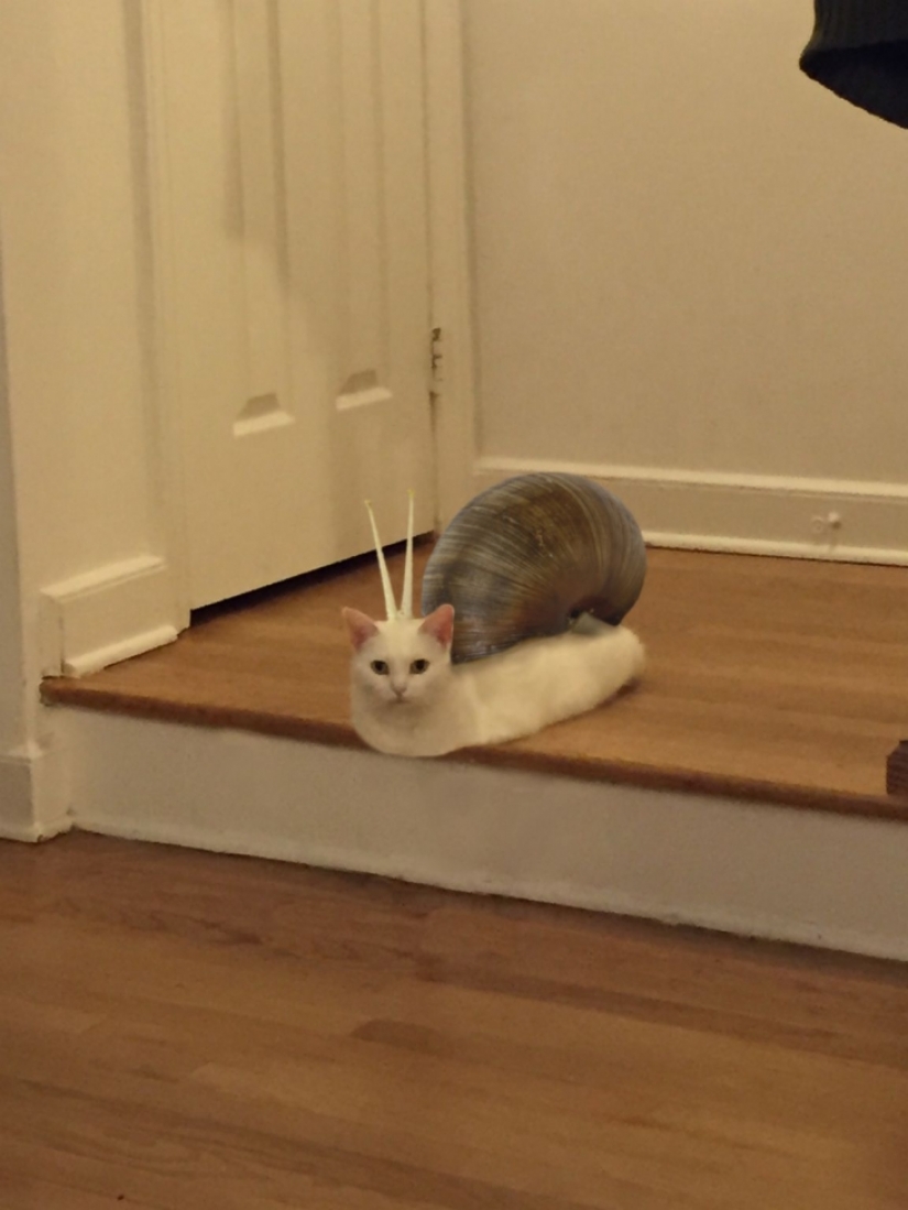 Divertido encaramado en los pasos de un gato se convirtió en un héroe fotozhab