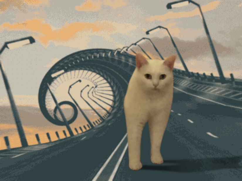 Divertido encaramado en los pasos de un gato se convirtió en un héroe fotozhab