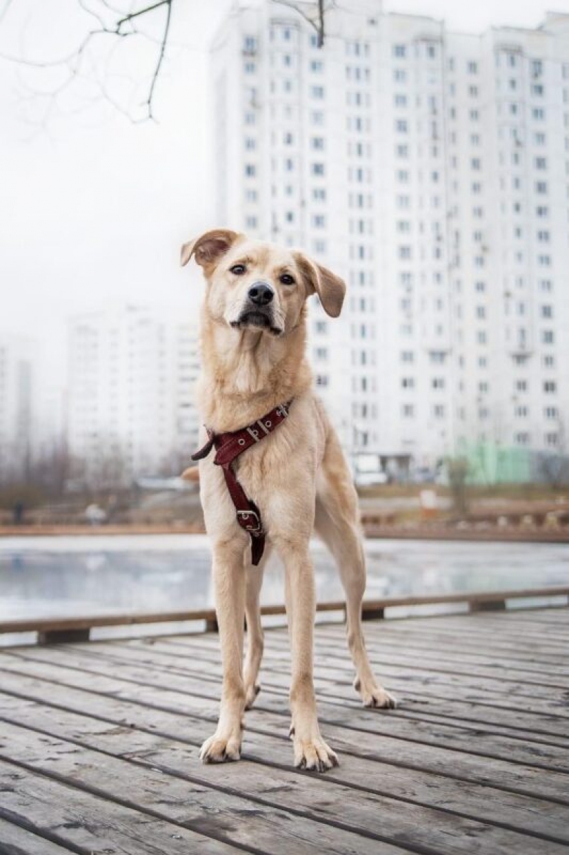 Dogs and cats looking for a home Dogs and cats looking for a home
