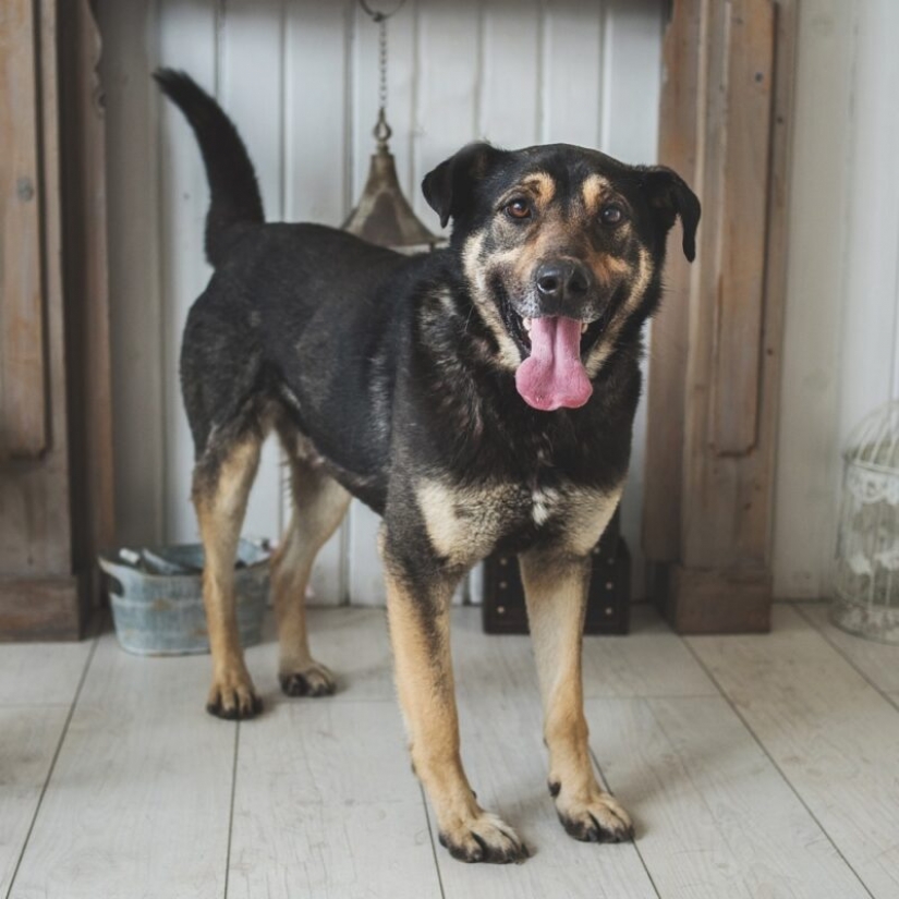 Dogs and cats looking for a home Dogs and cats looking for a home