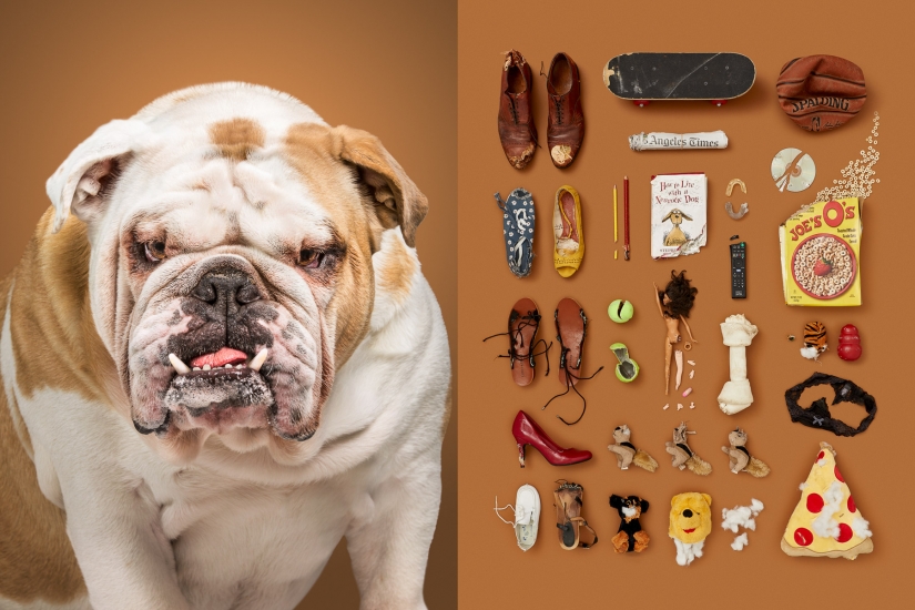 Dogs and their possessions: American revealed the essence of a dog's life Dogs and their possessions: American revealed the essence of a dog's life