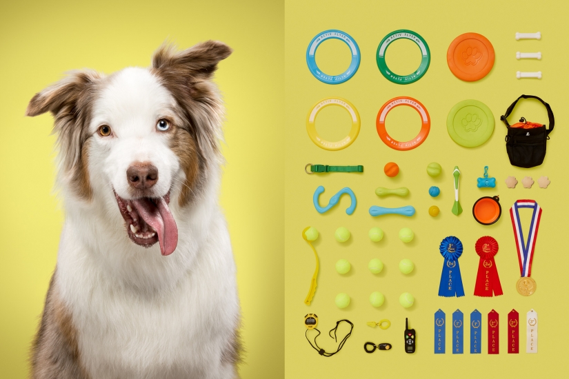 Dogs and their possessions: American revealed the essence of a dog's life Dogs and their possessions: American revealed the essence of a dog's life