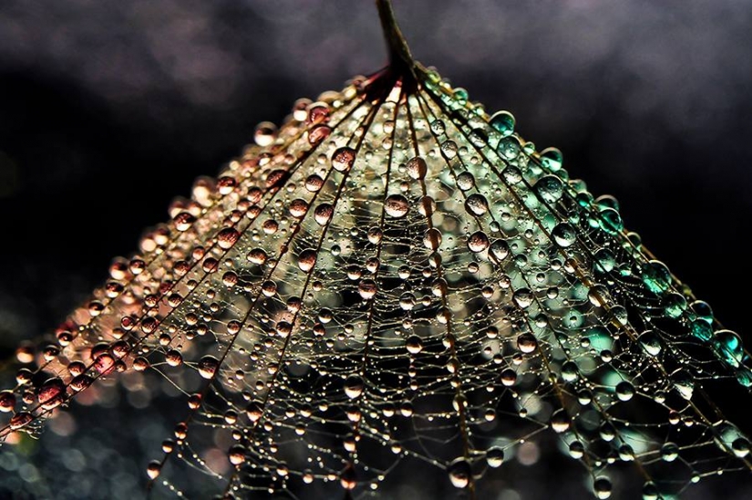 Drop by drop: macrophoto Evelina Blagoevo