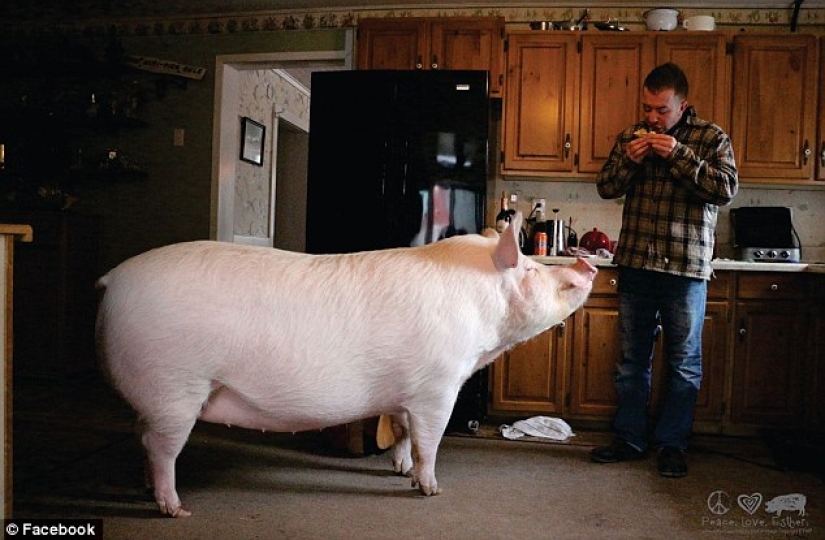 "Dwarf" pig grew to 300 pounds, forcing the owners to buy a new house