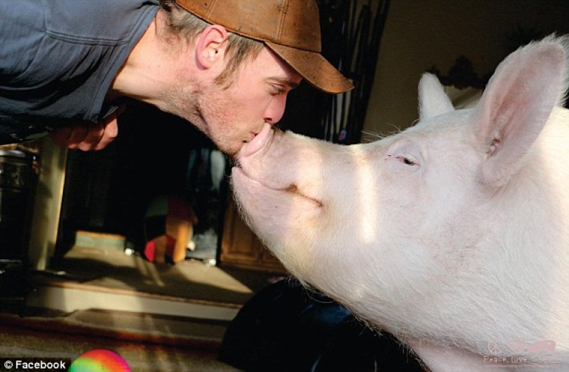 "Dwarf" pig grew to 300 pounds, forcing the owners to buy a new house