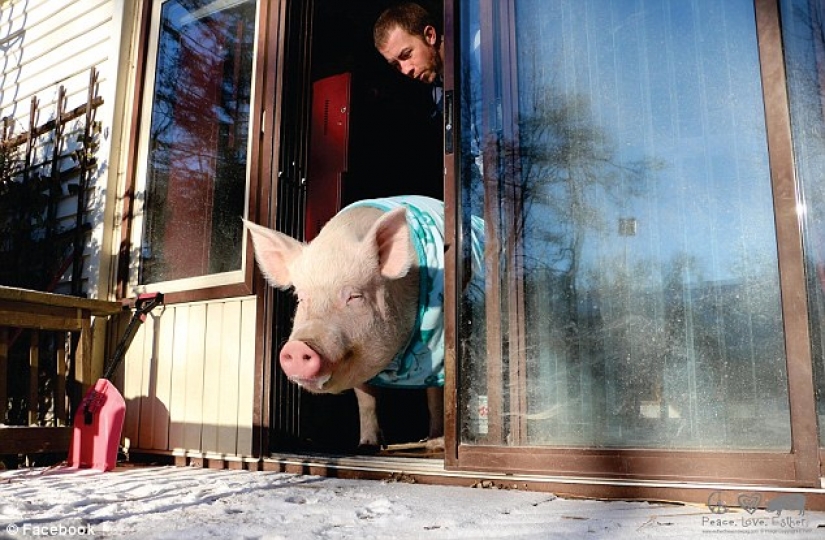 "Dwarf" pig grew to 300 pounds, forcing the owners to buy a new house