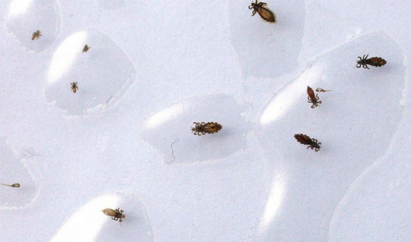 El 25 la mayoría de los insectos peligrosos del planeta El 25 la mayoría de los insectos peligrosos del planeta