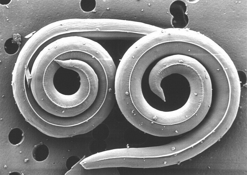 El 25 la mayoría de los insectos peligrosos del planeta El 25 la mayoría de los insectos peligrosos del planeta