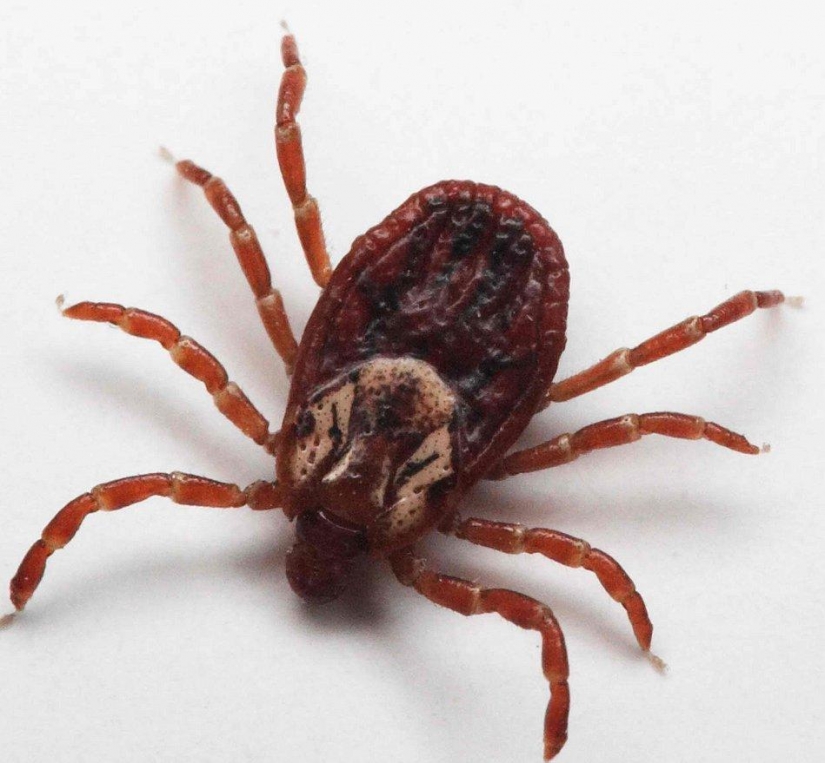 El 25 la mayoría de los insectos peligrosos del planeta El 25 la mayoría de los insectos peligrosos del planeta