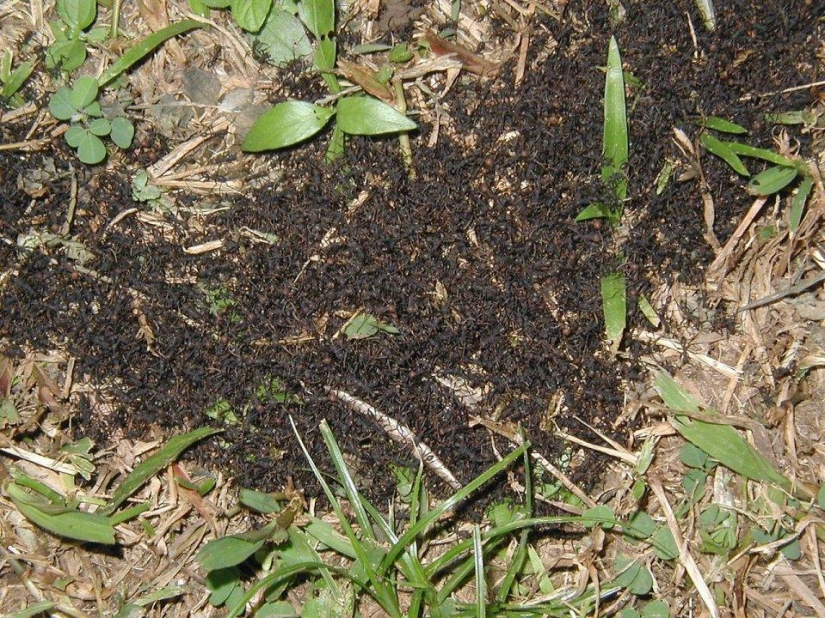 El 25 la mayoría de los insectos peligrosos del planeta El 25 la mayoría de los insectos peligrosos del planeta