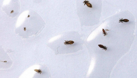 El 25 la mayoría de los insectos peligrosos del planeta