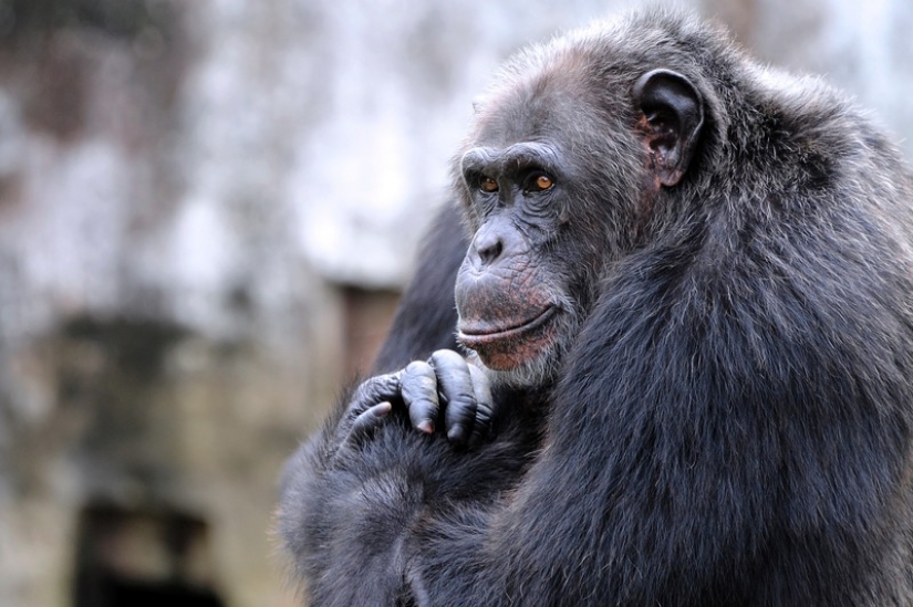 El 7 más impresionantes manifestaciones de la inteligencia en los animales El 7 más impresionantes manifestaciones de la inteligencia en los animales