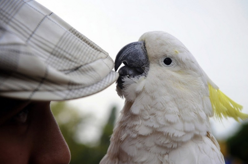 El 7 más impresionantes manifestaciones de la inteligencia en los animales El 7 más impresionantes manifestaciones de la inteligencia en los animales