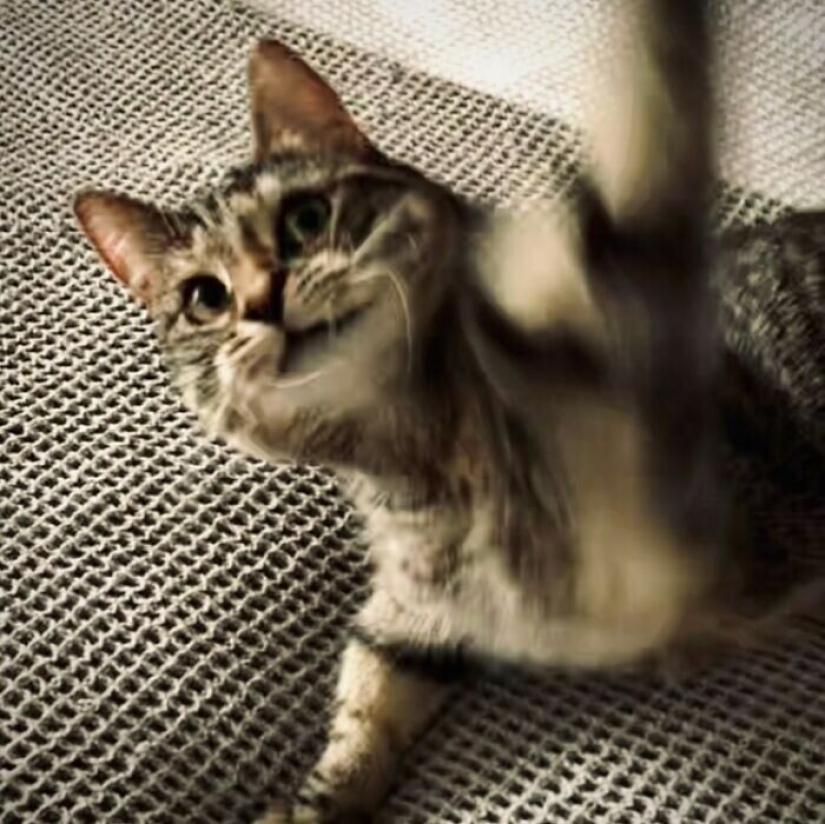 El Actor Ricky Gervais pensado para llevar al gato a la sobreexposición, pero ella cambió sus planes