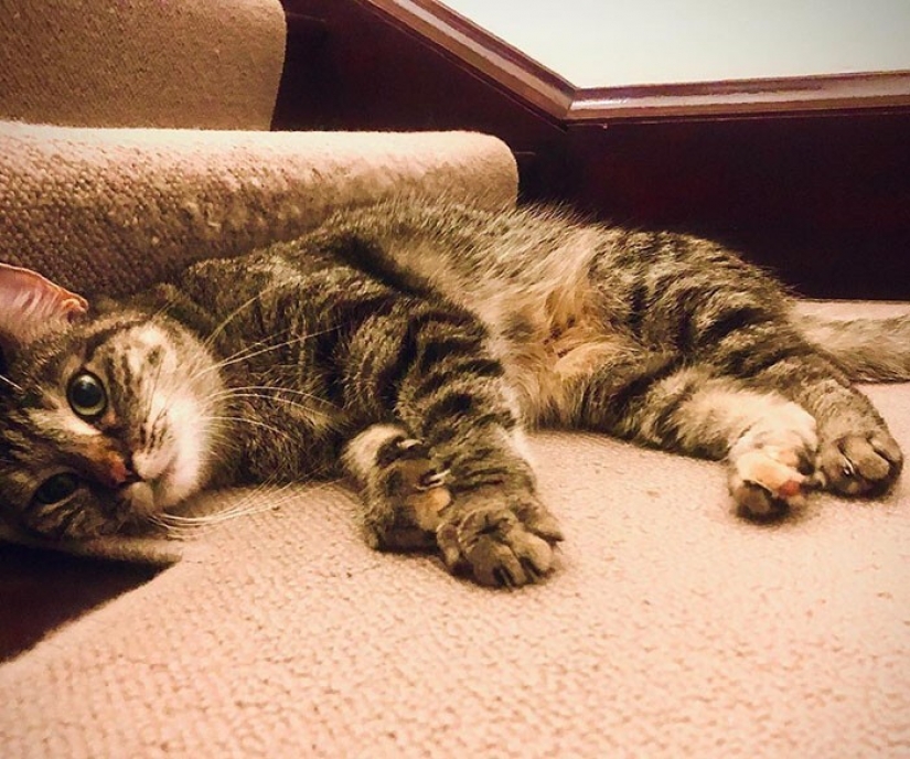 El Actor Ricky Gervais pensado para llevar al gato a la sobreexposición, pero ella cambió sus planes