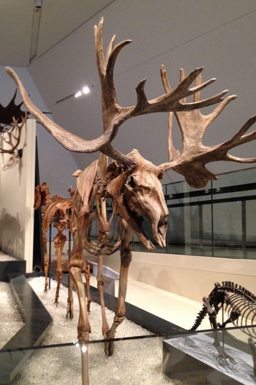 El chico de Canadá recibió un regalo de Navidad propio pie El chico de Canadá recibió un regalo de Navidad propio pie