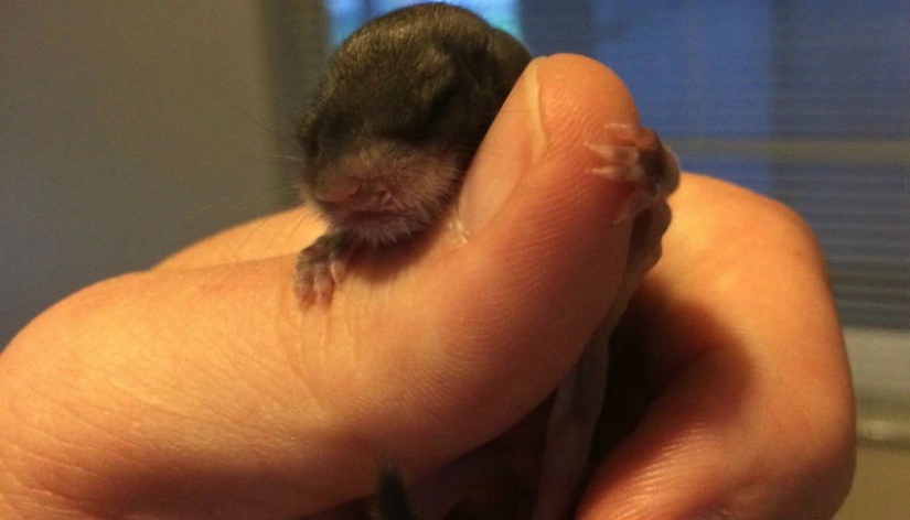 El chico decidió salvar a este niño, sin saber cómo cuidarla