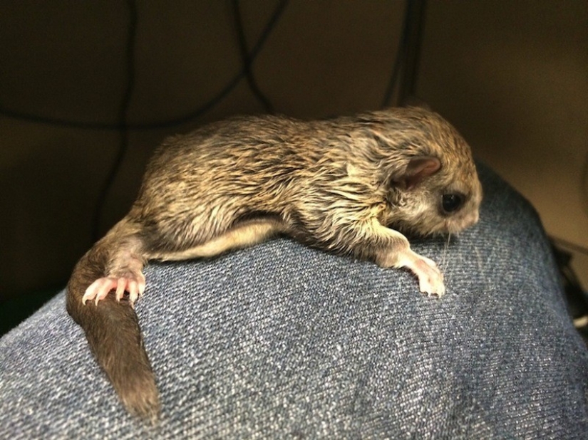El chico decidió salvar a este niño, sin saber cómo cuidarla