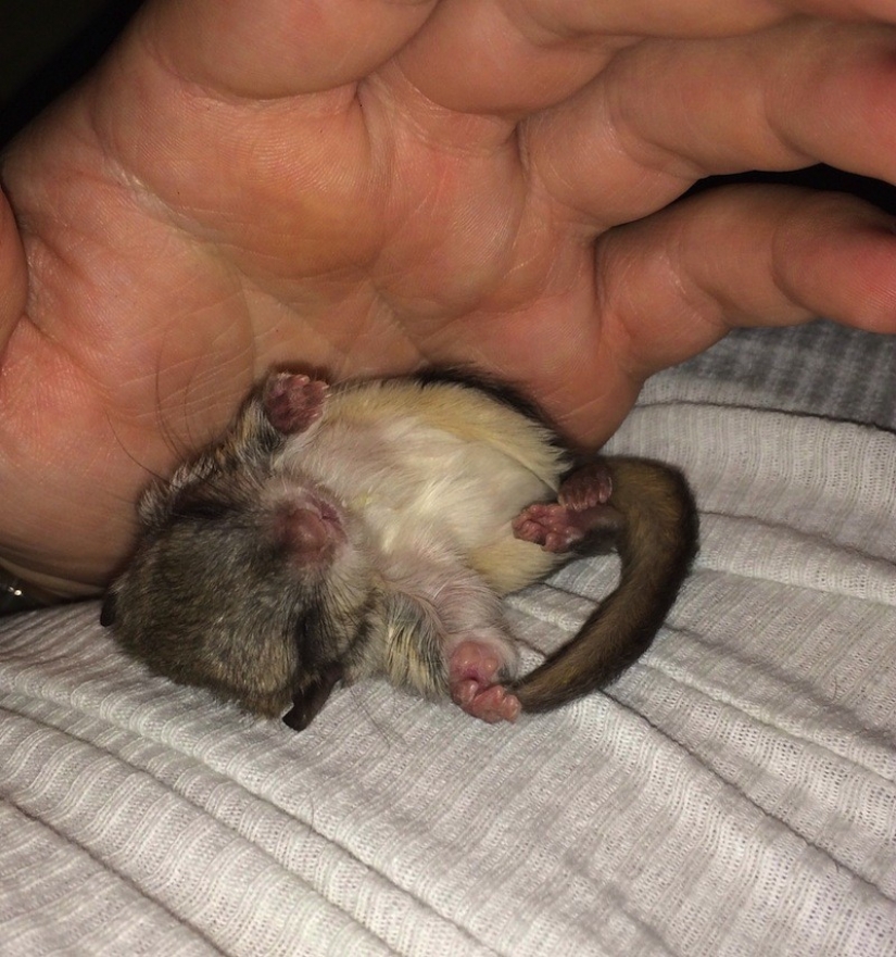 El chico decidió salvar a este niño, sin saber cómo cuidarla