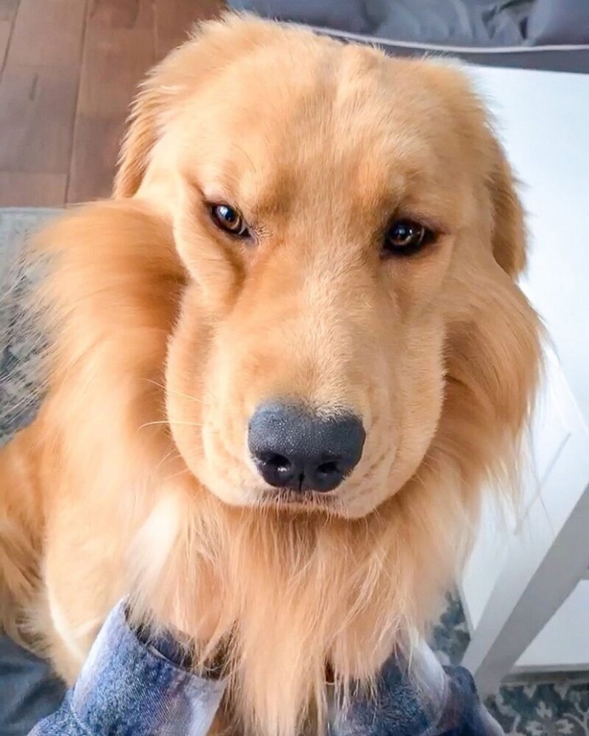 El cálculo de las ganancias de los mejor pagados Mascotas de Instagram?