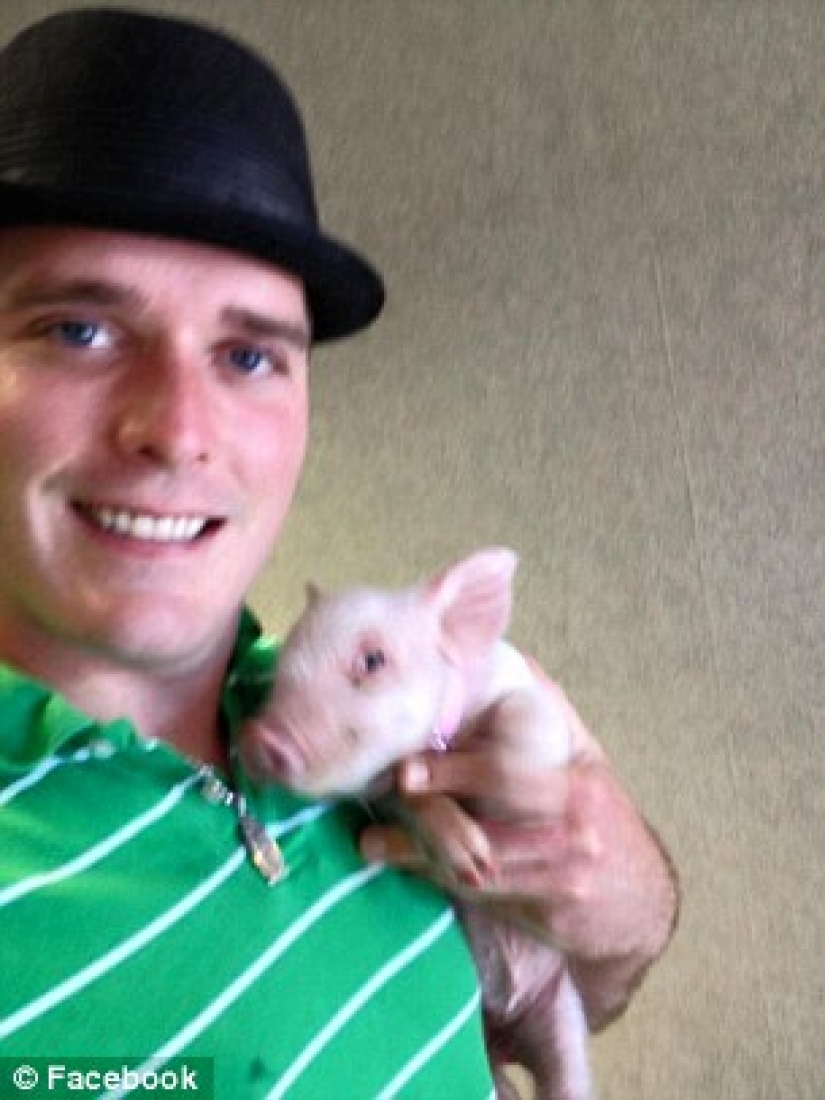 "El enano", de cerdo aumentó a 300 libras, obligando a los propietarios para comprar una casa nueva