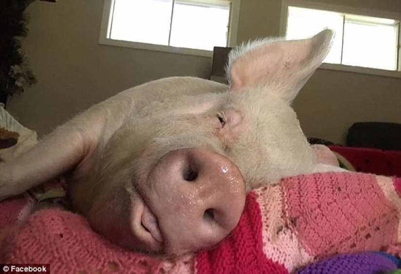 "El enano", de cerdo aumentó a 300 libras, obligando a los propietarios para comprar una casa nueva