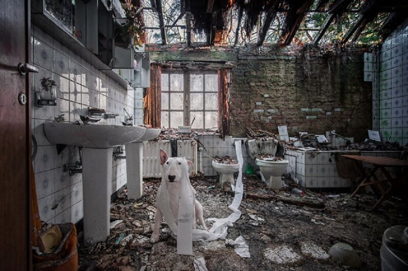 El fotógrafo y su pit bull hablar acerca de las reglas de la vida en el coronavirus El fotógrafo y su pit bull hablar acerca de las reglas de la vida en el coronavirus