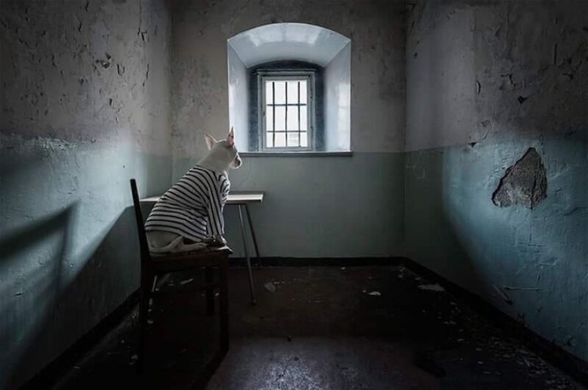 El fotógrafo y su pit bull hablar acerca de las reglas de la vida en el coronavirus El fotógrafo y su pit bull hablar acerca de las reglas de la vida en el coronavirus