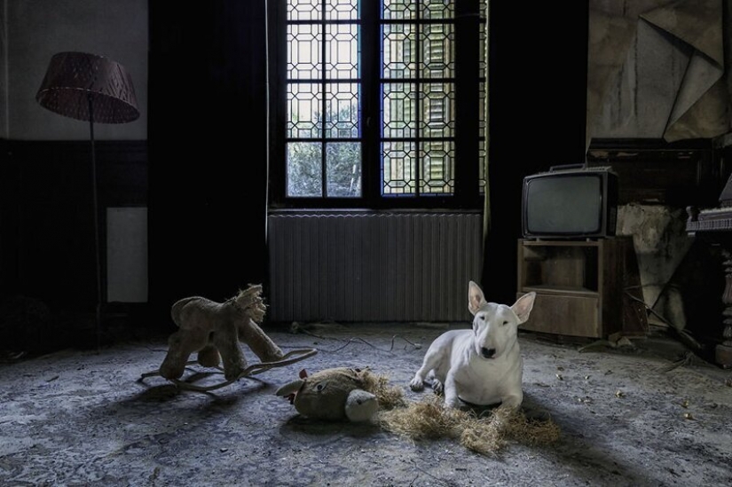 El fotógrafo y su pit bull hablar acerca de las reglas de la vida en el coronavirus El fotógrafo y su pit bull hablar acerca de las reglas de la vida en el coronavirus