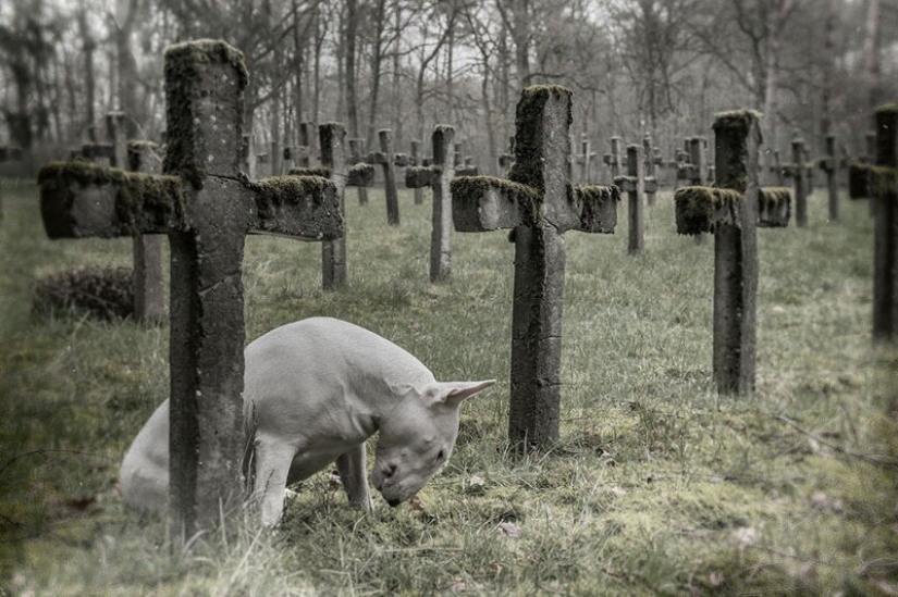 El fotógrafo y su pit bull hablar acerca de las reglas de la vida en el coronavirus El fotógrafo y su pit bull hablar acerca de las reglas de la vida en el coronavirus