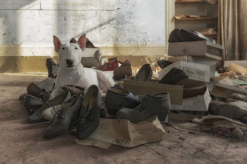 El fotógrafo y su pit bull hablar acerca de las reglas de la vida en el coronavirus El fotógrafo y su pit bull hablar acerca de las reglas de la vida en el coronavirus